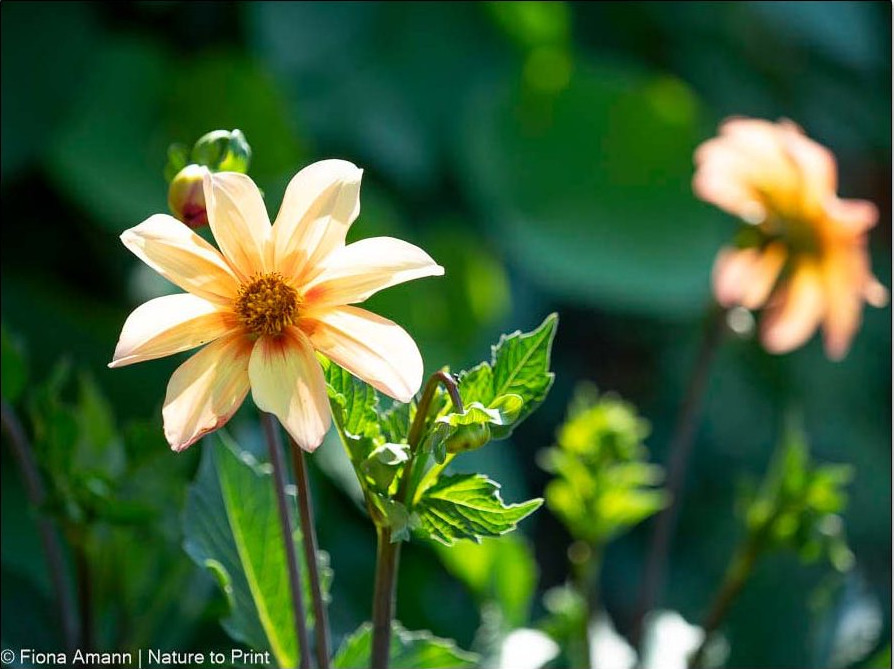 Bienenfreundliche Dahlie blüht monatelang