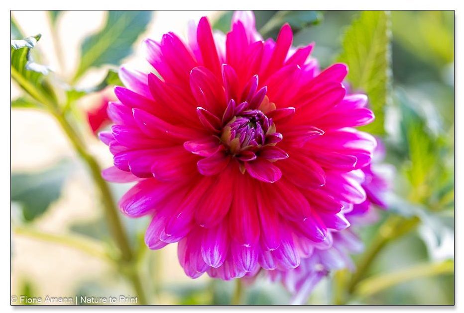Mehrfarbige gefüllte Dahlie in Pink und Rosa, manchmal auch einfarbig Pink Dahlie Tropical im satten Pink. Kann auch zweifarbig.