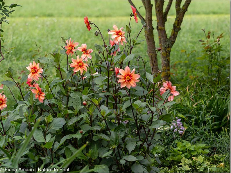 Die schönsten "Beefriendly-Dahlien" dürfen bleiben - als Knolle im frostfreien Winterquartier