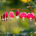 Tränendes Herz, Lamprocapnos spectabilis, Dicentra,