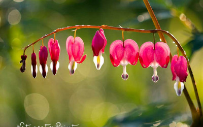 Das Tränende Herz, die romantischste aller Gartenstauden