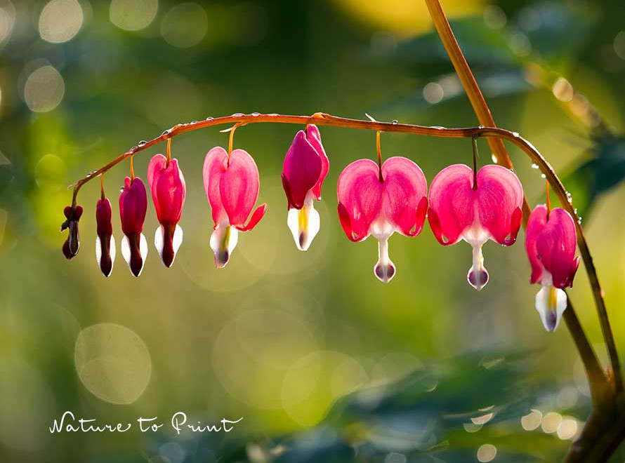 Tränendes Herz, Lamprocapnos spectabilis, Dicentra,