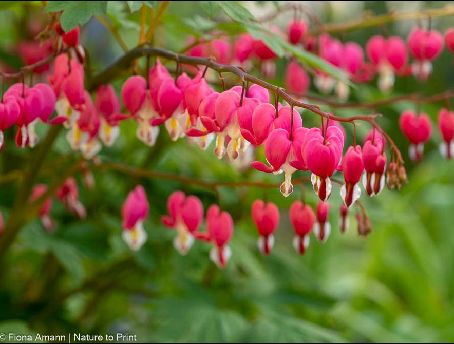 Lamprocapnos spectabilis / Dicentra spectabilis blüht von Jahr zu Jahr prächtiger Pinke Dicentra blüht von Jahr zu Jahr prächtiger