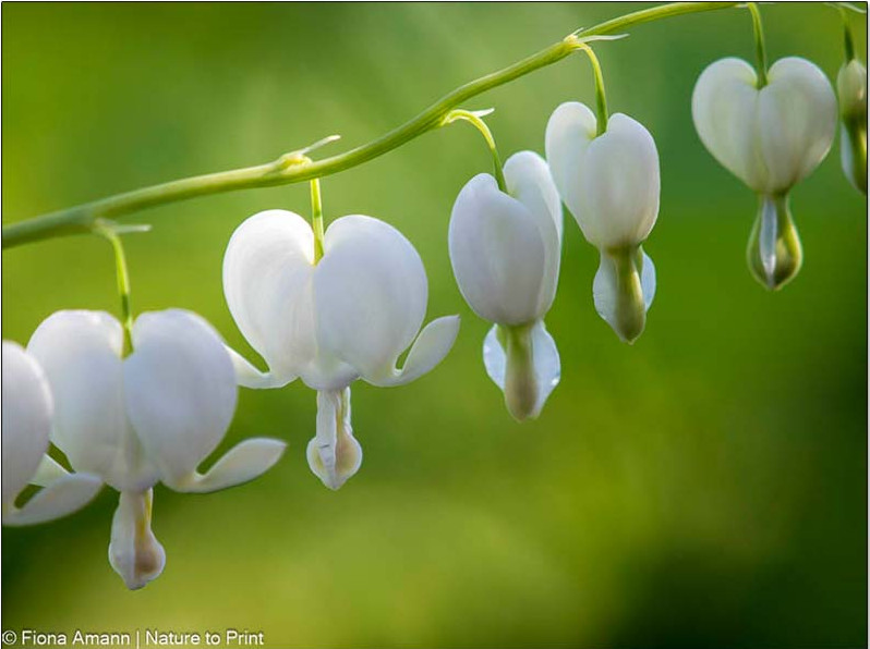 Weiße Herzblüten der Gartenstaude Tränendes Herz Weiße herzförmige Blüten der Gartenstaude Tränendes Herz