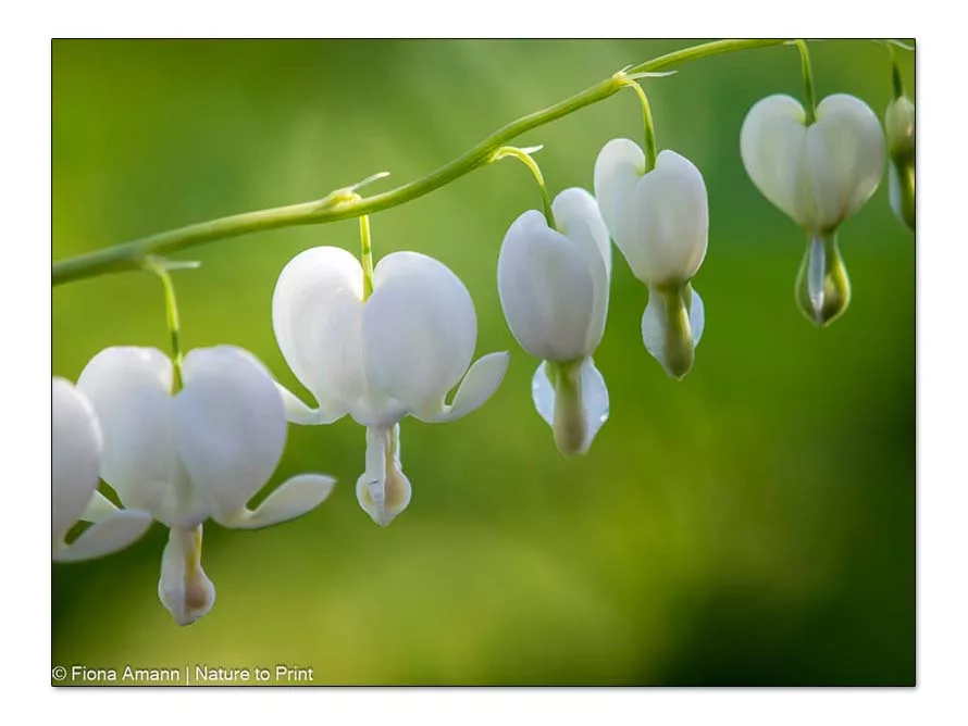 Weiße herzförmige Blüten der Gartenstaude Tränendes Herz