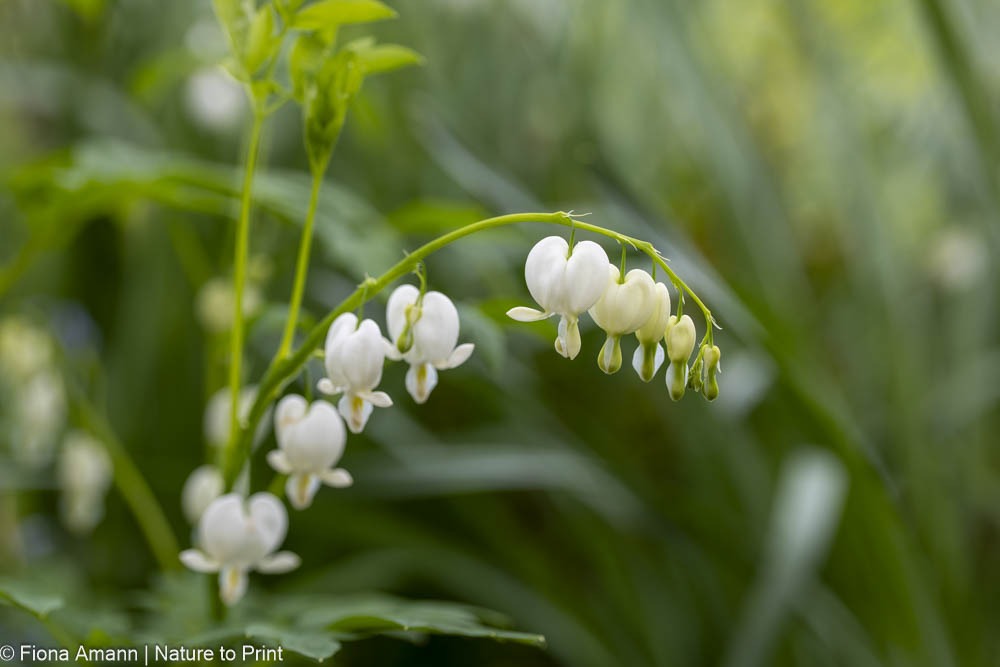 Weißes Tränendes Herz, eine überaus romantische Staude