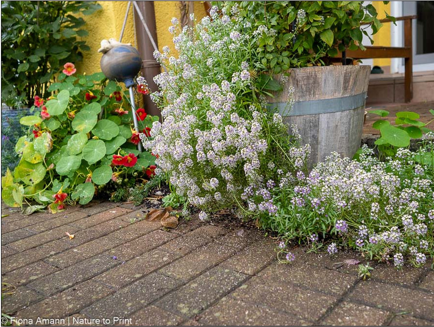 Sichtschutz im Pflanzkübel schön unterpflanzen mit Duftsteinrich
