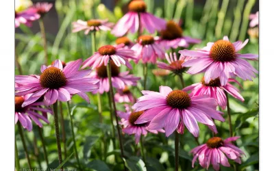 Stauden säen in 10 Schritten einfach erklärt