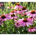Stauden säen. Echinacea purpurea, Purpur-Sonnenhut ist die Apothekerin des Gartens