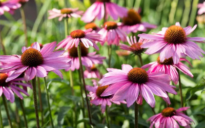 Stauden säen in 10 Schritten einfach erklärt