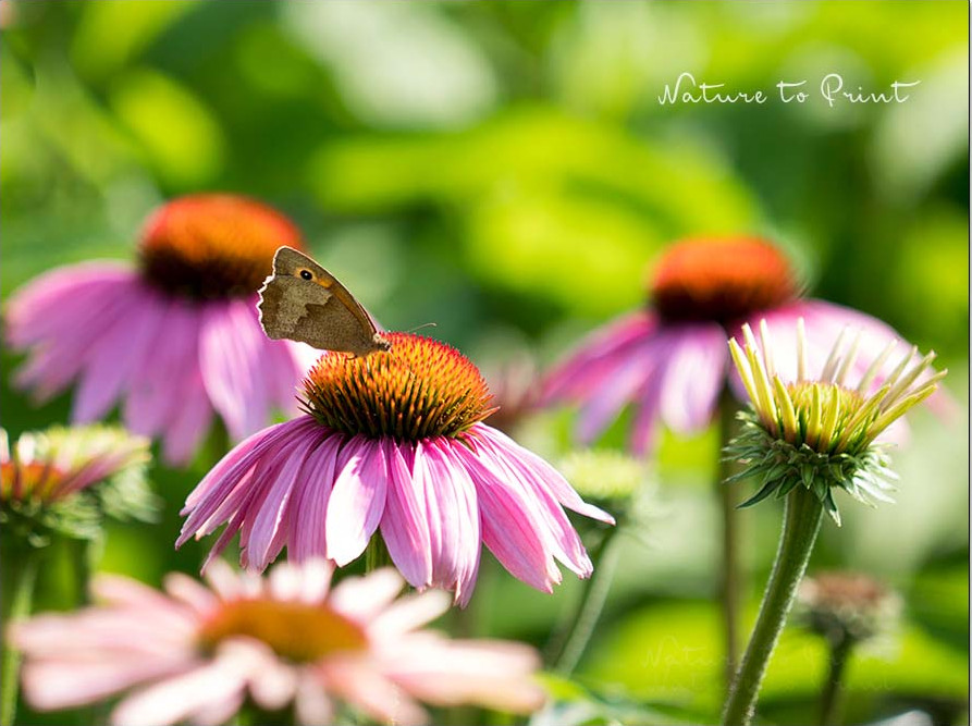 Purpur-Sonnenhut, Echinacea purpurea ist eine schöne Begleitstaude 