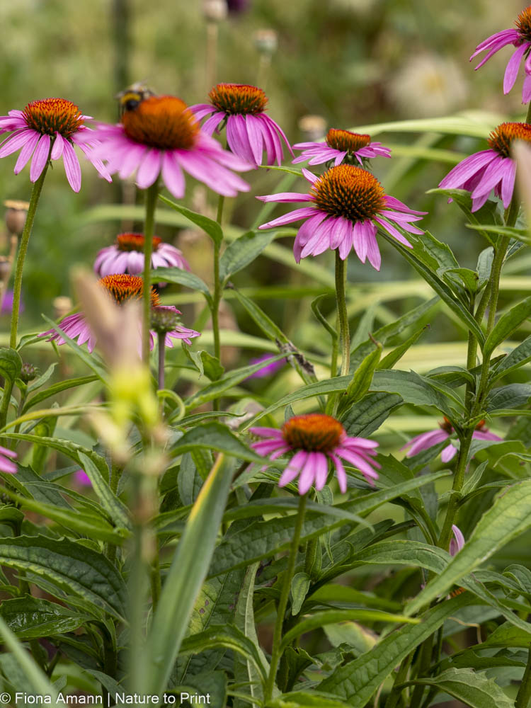 Scheinsonnenhut, Echinacea purpurea