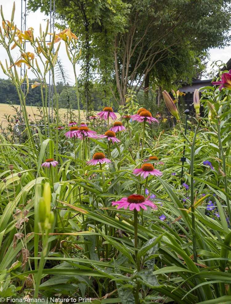 Echinacea purpurea, Taglilien und Lilien vor Helianthus