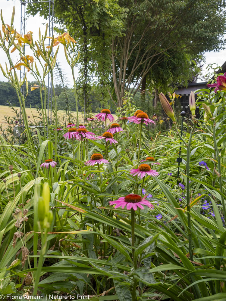 Roter Sonnenhut / Echinacea purpurea, hohe Taglilien, Storchschnabel und verblühte Lilien vor Helianthus. Fast kein Durchkommen mehr im Staudenbeet Echinacea purpurea, Taglilien und Lilien vor Helianthus