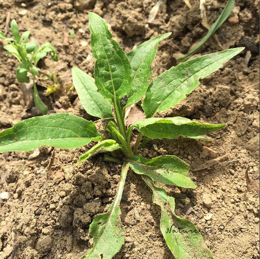 Sonnenhut vermehren durch Selbstaussaat