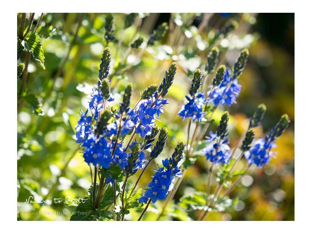 Ehrenpreis, genügsame Mauerblume mit blauen Blüten