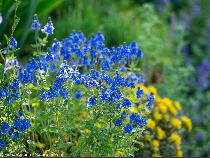 Schneckenresistente Pflanzen: Ehrenpreis und Goldsedum 