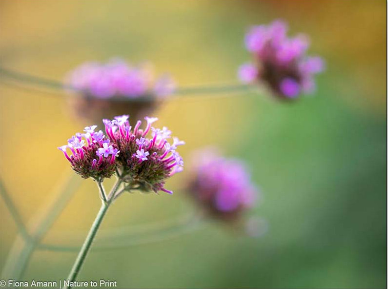 Gelb blühende Stauden bringen die kleinen Blüten der Verbena bonariensis zum Leuchten Vor und zwischen gelb blühenden Stauden bringen Verbenen zum Leuchten