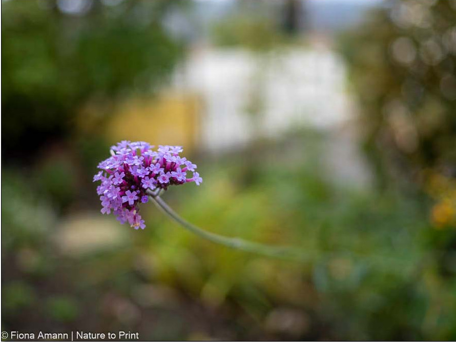 Verbena bonariensis blüht im Oktober vor einer Herbstmargerite So schön blüht Patagonisches Eisenkraut noch im Oktober