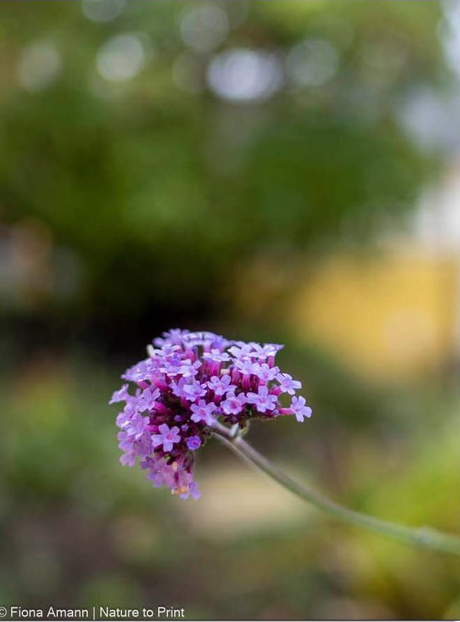 Patagonisches Eisenkraut blüht von Juli bis zum Frost. Patagonisches Eisenkraut blüht von Juli bis zum Frost.