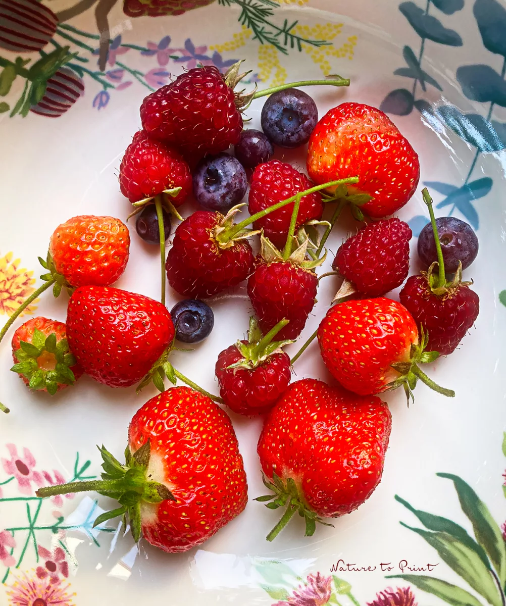 Erdbeeren, Blaubeeren und Himbeeren, täglich frisch dem Selbstversorgergarten