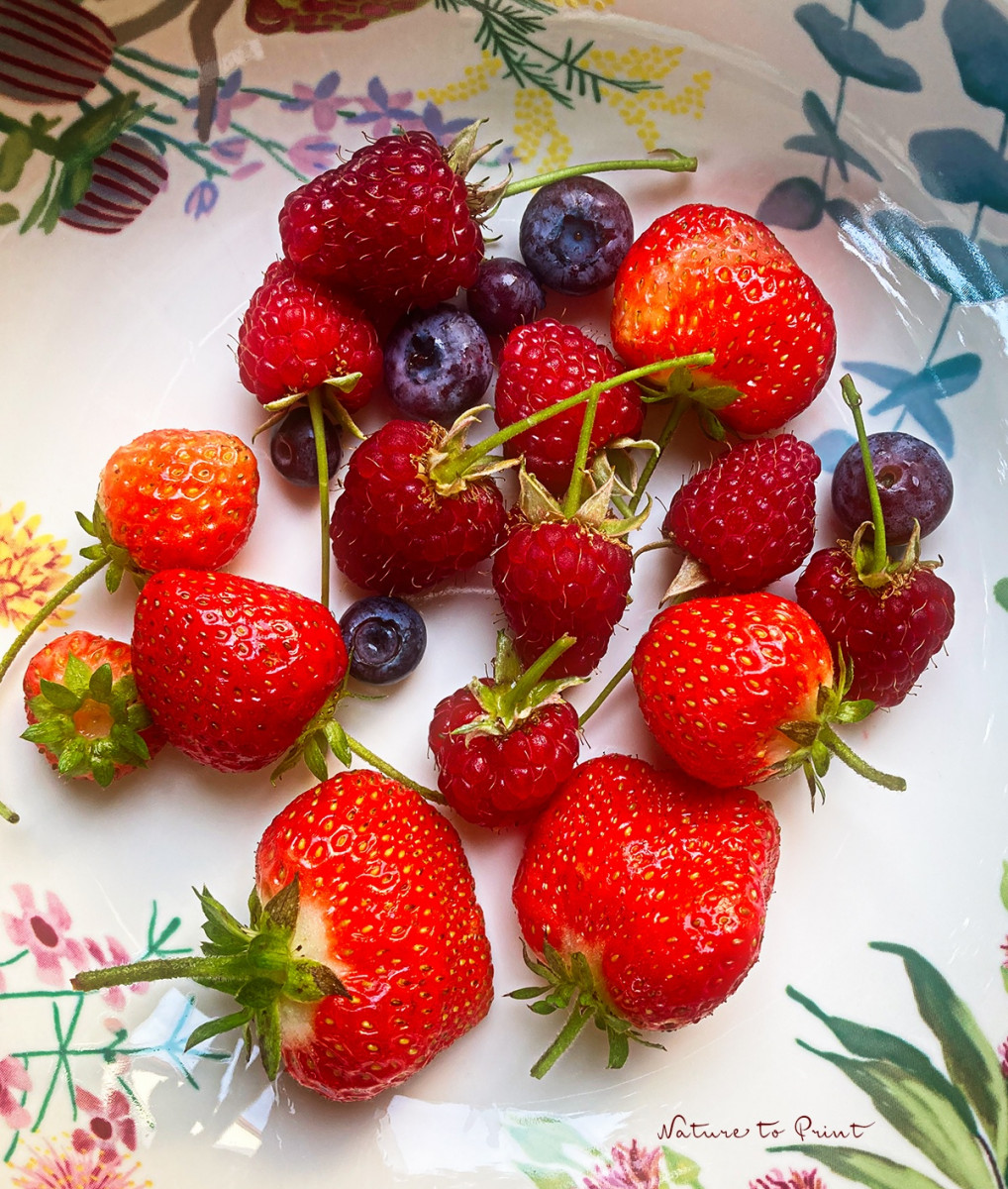 Erdbeeren, Blaubeeren und Himbeeren, täglich frisch dem Selbstversorgergarten Erdbeeren, Blaubeeren und Himbeeren, täglich frisch dem Selbstversorgergarten