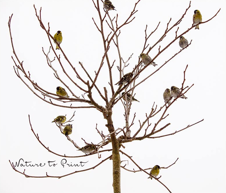 Ein Schwarm Erlenzeisige auf der Durchreise