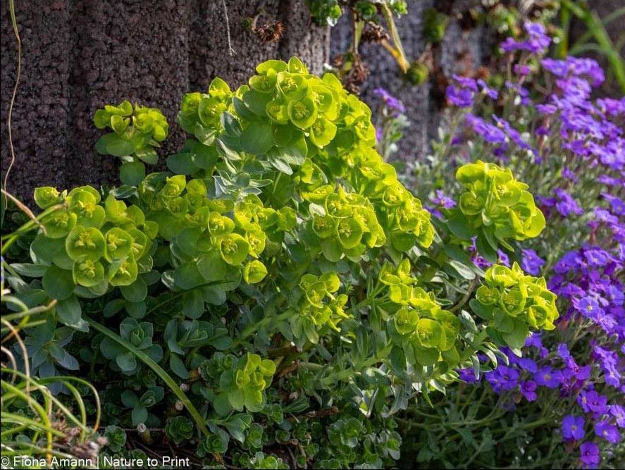 Die hellgrünen Blüten erscheinen bereits ab April und streckt sich, je nach Standort bis Ende Mai / Juni