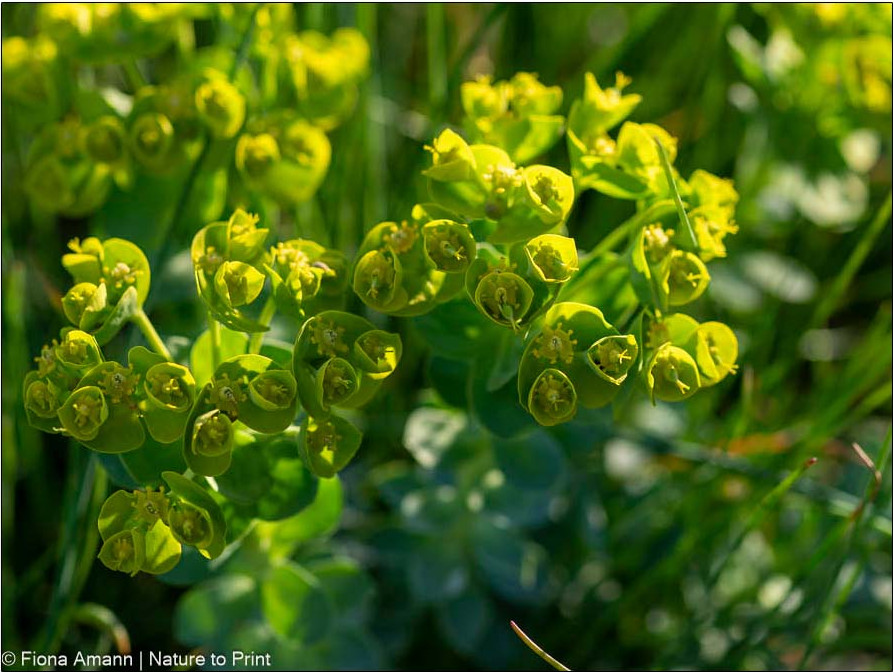 Wolfsmilchgewächse sind schön, aber giftig. Waschen Sie bei Hautkontakt / Augenkontakt den Milchsaft SOFORT gründlich ab!