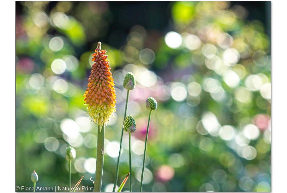 Die Fackellilie, markante Raketenblume für Sonnenplätze