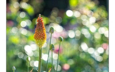 Die Fackellilie, markante Raketenblume für Sonnenplätze