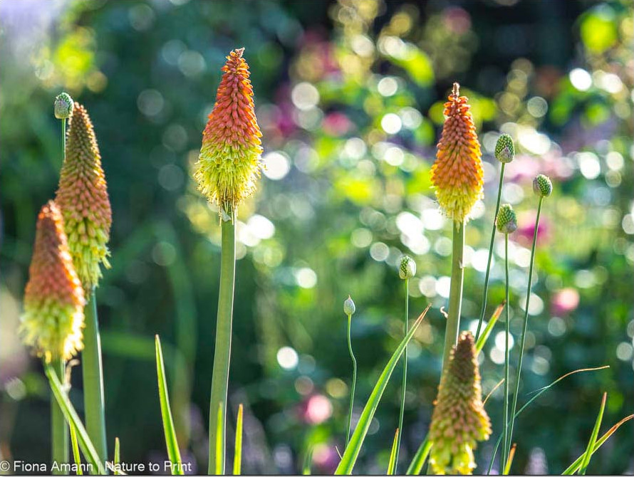 Markante Kerzenblüten in Orange und Gelb. Seien Sie geduldig: Je älter die Staude, desto mehr Blüten erscheinen und desto höher werden sie. Je älter, desto mehr Blütenstiele erscheinen