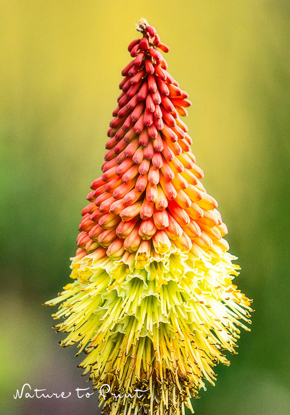 Röhrenblüten blühen von unten nach oben und Reihe für Reihe auf Röhrenblüten blühen von unten nach oben und Reihe für Reihe auf