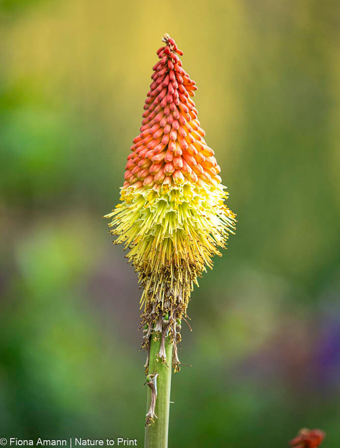 Kniphofia uvaria 'Grandiflora Mischung', wird etwa 60-80 cm hoch, blüht von Juli bis September Markante Raketenblüten zeichnen die Fackellilie aus.