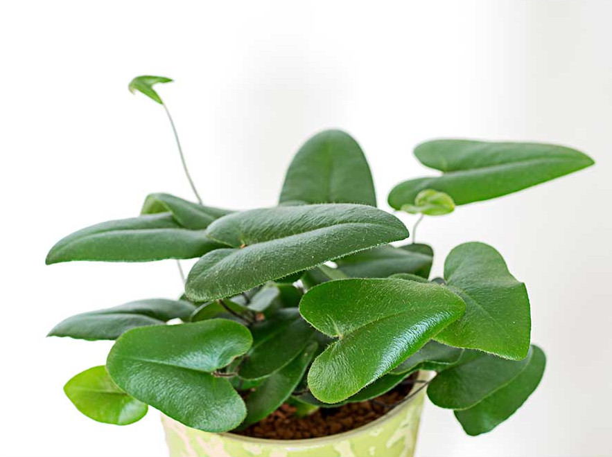 Farn gedeiht bei konstanter Luftfeuchtigkeit sehr gut