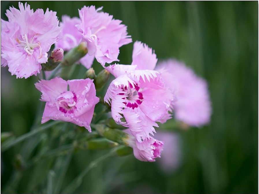 Federnelken haben eine lange Tradition und werden schon seit Generationen kultiviert. Aus vielen sonnigen Vorgärten sind sie daher nicht wegzudenken. Die ausnehmend hübschen Polsterstauden überzeugen durch Duft, beste Gesundheit und vasentaugliche Blütenpracht. Leicht zu vermehren sind sie obendrein. Federnelken sind begehrte Lieblingsstauden für Sie und für Insekten.