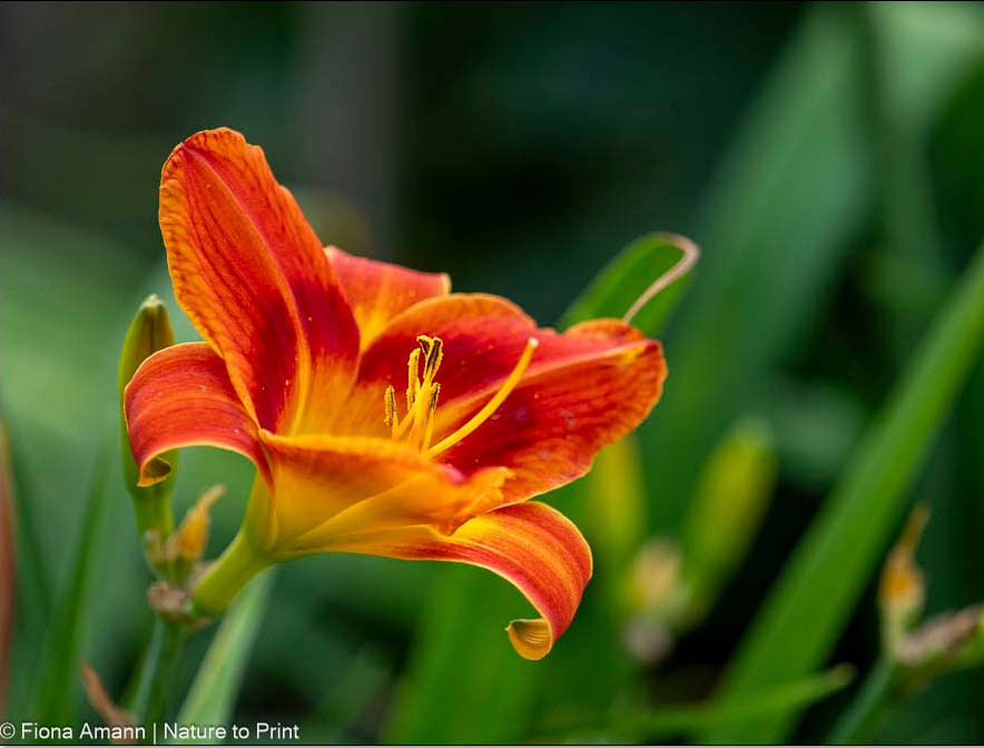 Taglilie in Feuerfarbe passt perfekt zu Knifhofia Taglilie in Feuerfarbe passt perfekt zu Knifhofia