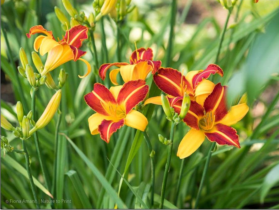 Taglilie Frans Hals mit zweifarbigen Blüten