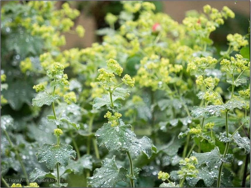 Frauenmantel blüht, je nach Standort, ab Mitte Juni bis Anfang August Frauenmantel blüht, je nach Standort, ab Mitte Juni bis Anfang August