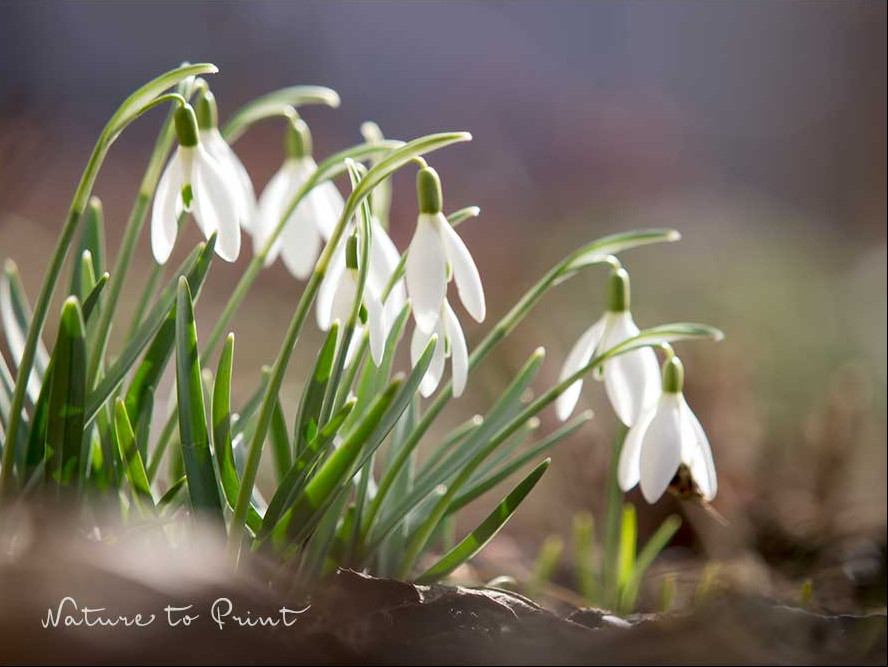 Galanthus nivalis blühen im Vorfrühling zauberhaft