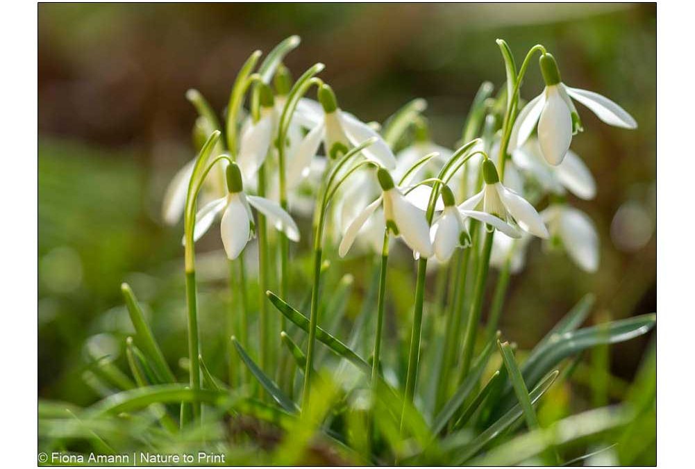 Frühblüher Schneeglöckchen, Galanthus