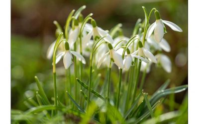 Vorfreude! Meine 24 schönsten Frühblüher