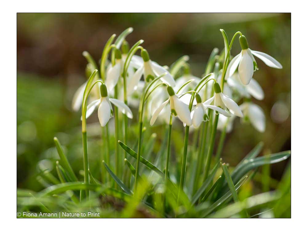 Frühblüher Schneeglöckchen, Galanthus