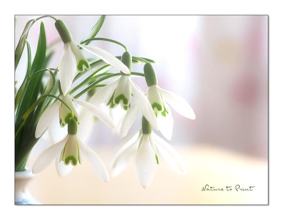 Galanthus zaubern Frühling in die Vase