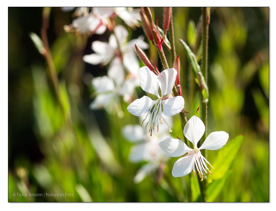 Gelassen gärtnern mit Gaura Lindheimerii, Prachtkerze