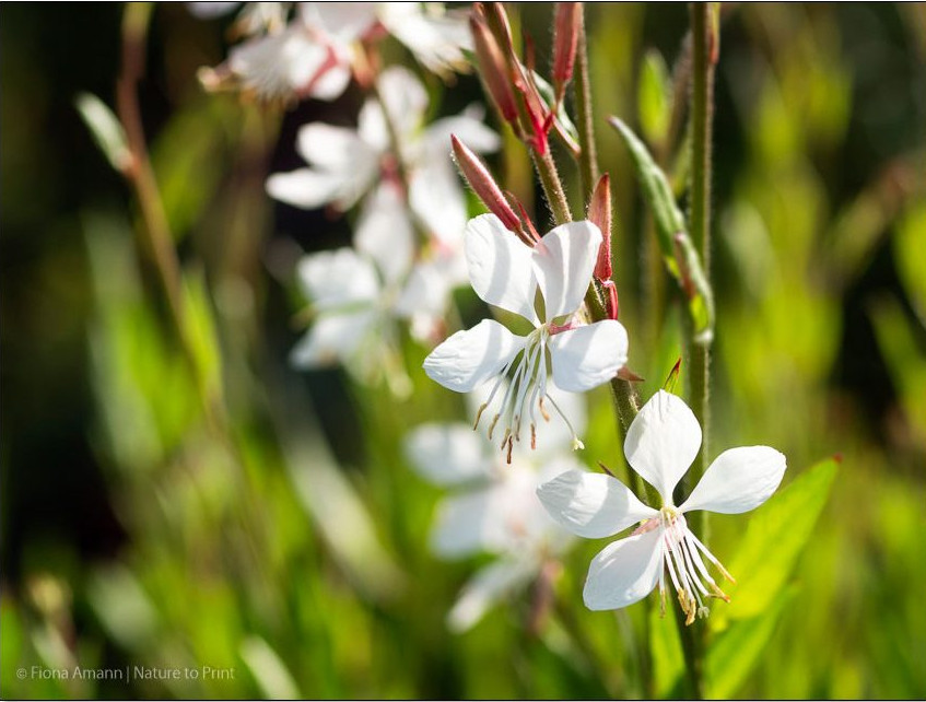 Gelassen gärtnern mit Gaura Lindheimerii, Prachtkerze
