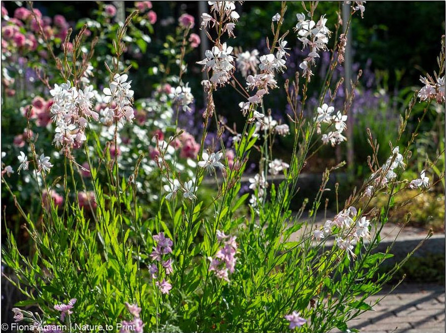 Prachtkerze Gaura Lindheimerii ist die beste Staude für extrem trockene Standorte