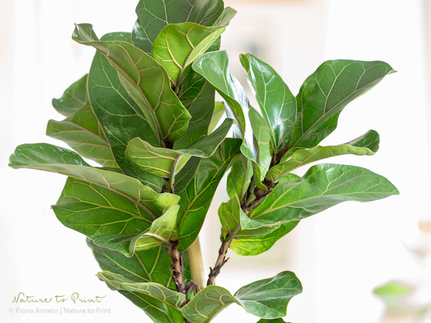 Geigenfeige, verträgt eine Dusche im Bad und im Regen.