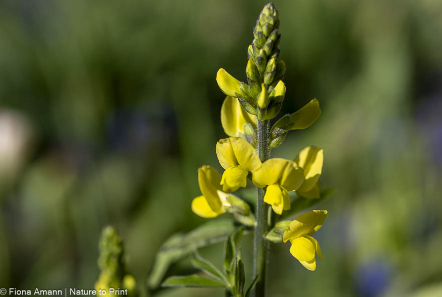 Gelbe Indigolupine mit gelben Schmetterlingsblüten