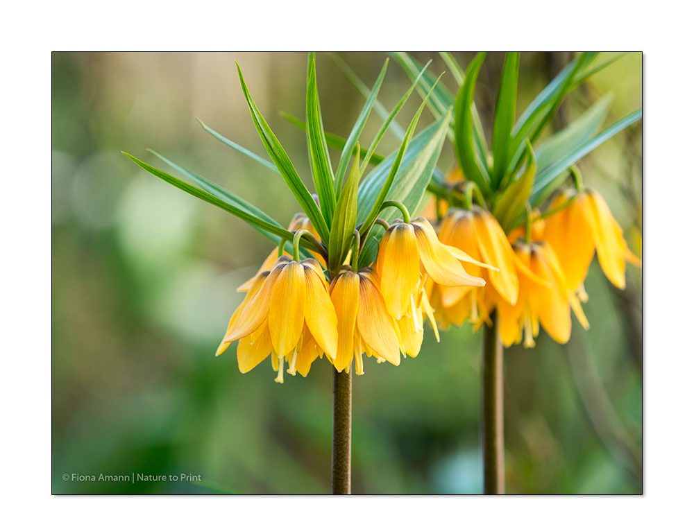 Gelbe Kaiserkronen | Blumenbild auf Leinwand oder Kunstdruck